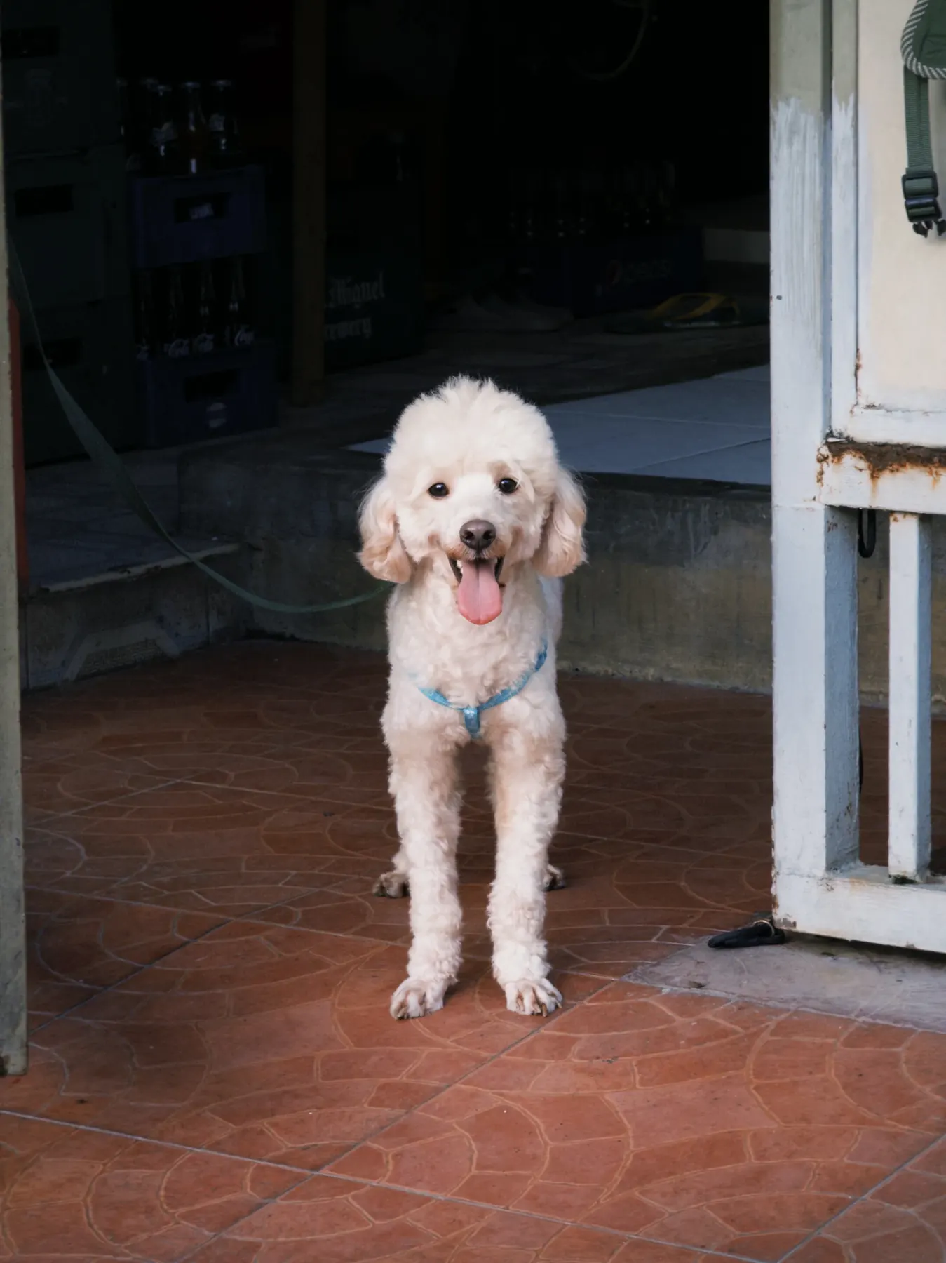 Moki